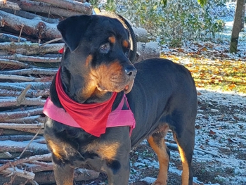 Permalink auf:Rottweiler-Online-Shop