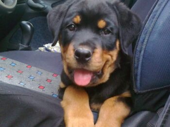 Permalink auf:Rottweiler-Blog