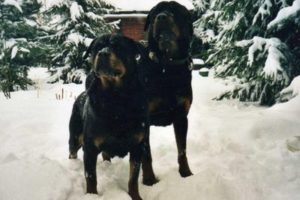 Rottweiler-Elterntiere-im-Winter